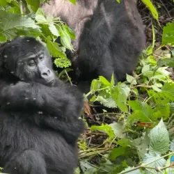 Mount Kahuzi - Bukavu