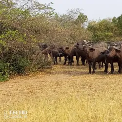 Lake Albert Wildlife Reserve - Bunia