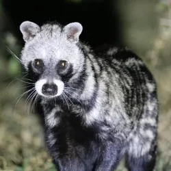 Lake Albert Wildlife Reserve - Bunia