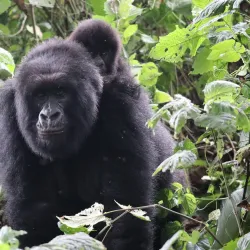 Virunga National Park - Goma