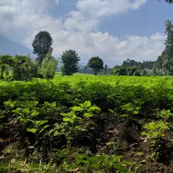 Virunga National Park - Goma
