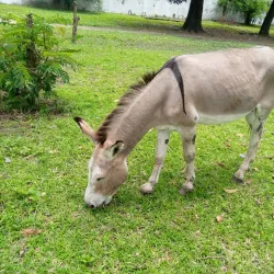 Kinshasa Zoo (Jardin Zoologique de Kinshasa) - Kinshasa