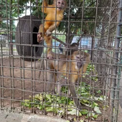 Kinshasa Zoo (Jardin Zoologique de Kinshasa) - Kinshasa