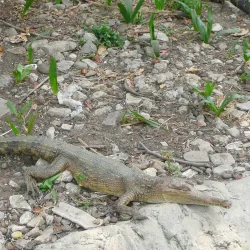 Kinshasa Zoo (Jardin Zoologique de Kinshasa) - Kinshasa