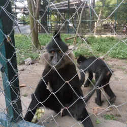 Kinshasa Zoo (Jardin Zoologique de Kinshasa) - Kinshasa