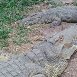Kinshasa Zoo (Jardin Zoologique de Kinshasa) - Kinshasa