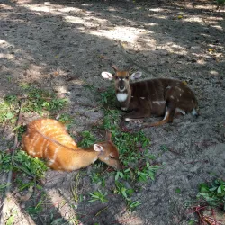 Kinshasa Zoo (Jardin Zoologique de Kinshasa) - Kinshasa