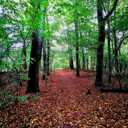 Aalborg Tower (Aalborgtårnet) - Aalborg