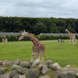 Aalborg Zoo - Aalborg