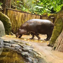 Aalborg Zoo - Aalborg