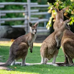 Aalborg Zoo - Aalborg