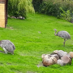 Aalborg Zoo - Aalborg