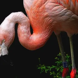 Aalborg Zoo - Aalborg