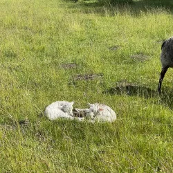 Lindholm Høje - Aalborg