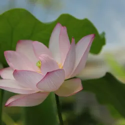 Aarhus Botanical Gardens - Aarhus