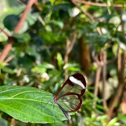 Aarhus Botanical Gardens - Aarhus