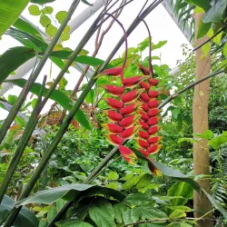 Aarhus Botanical Gardens - Aarhus