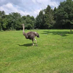 Givskud Zoo (Løveparken Givskud) - Billund