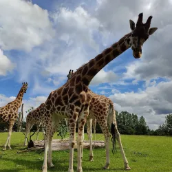 Givskud Zoo (Løveparken Givskud) - Billund