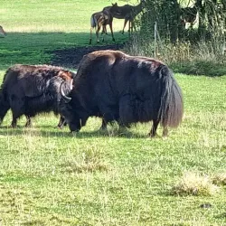 Givskud Zoo (Løveparken Givskud) - Billund