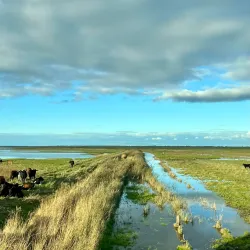 Tøndermarsken Nature Reserve (nearby) - Bylderup-Bov