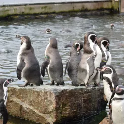 Copenhagen Zoo - Copenhagen