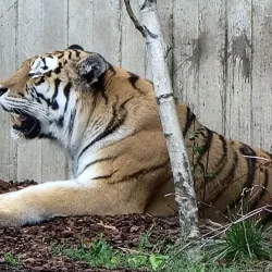 Copenhagen Zoo - Copenhagen