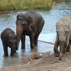 Copenhagen Zoo - Copenhagen