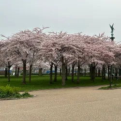 The Little Mermaid Statue - Copenhagen