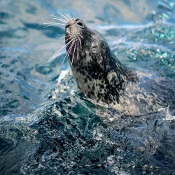 Fisheries and Maritime Museum - Esbjerg