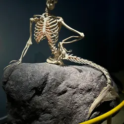 Fisheries and Maritime Museum - Esbjerg