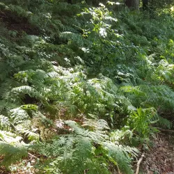 Svanninge Bakker (The South Funen Alps) - Faaborg