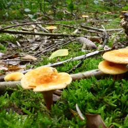 Farum Hegn Forest - Farum