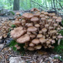 Farum Hegn Forest - Farum