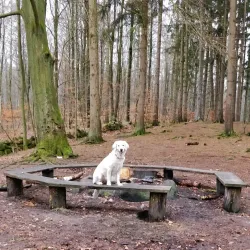 Farum Hegn Forest - Farum