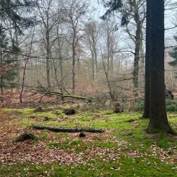 Farum Hegn Forest - Farum