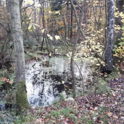 Farum Hegn Forest - Farum