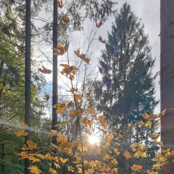 Farum Hegn Forest - Farum