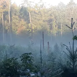 Farum Hegn Forest - Farum