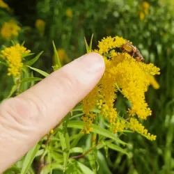 Farum Hegn Forest - Farum
