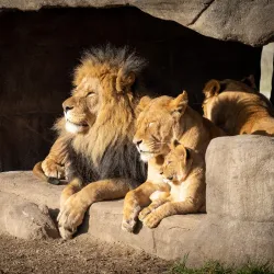 Zoo Copenhagen (Copenhagen Zoo) - Frederiksberg