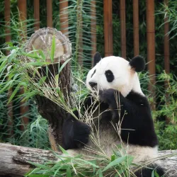 Zoo Copenhagen (Copenhagen Zoo) - Frederiksberg