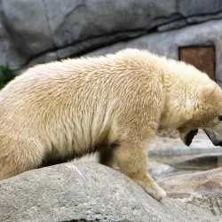 Zoo Copenhagen (Copenhagen Zoo) - Frederiksberg