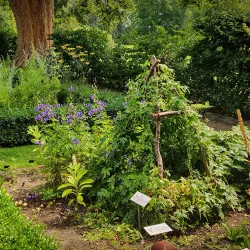 Esrum Abbey - Gribskov