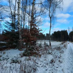 Gribskov Forest - Gribskov