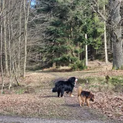 Gribskov Forest - Gribskov