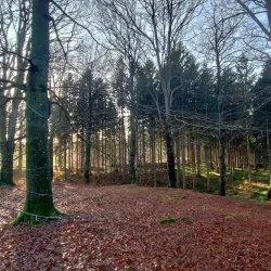 Gribskov Forest - Gribskov