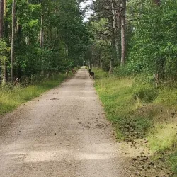 Tisvilde Hegn - Gribskov