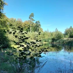 Tisvilde Hegn - Gribskov