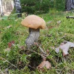 Tisvilde Hegn - Gribskov